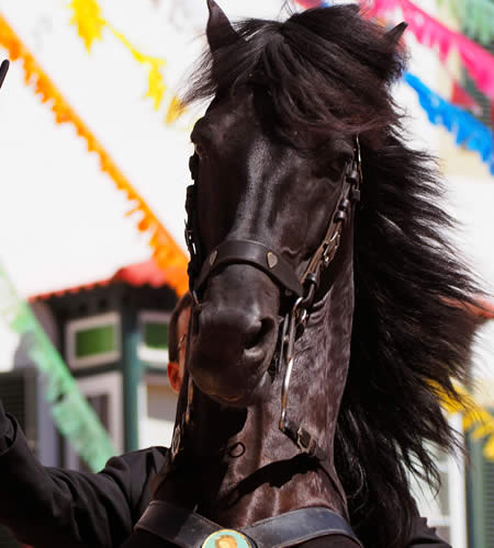 Preserve Equestrian Carnival